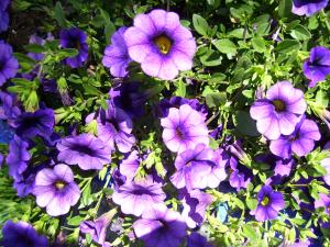 <img300*0:stuff/z/65638/MountainMontana2/i1372973566_1.jpg>