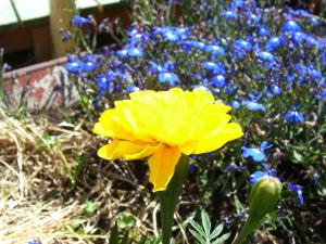 <img300*0:stuff/z/65638/MountainMontana2/i1372973566_11.jpg>