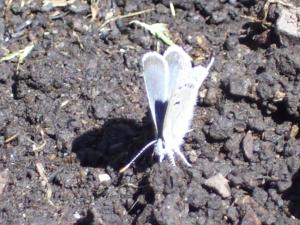 <img300*0:stuff/z/65638/MountainMontana2/i1372973566_14.jpg>