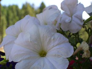 <img300*0:stuff/z/65638/MountainMontana2/i1372973566_19.jpg>