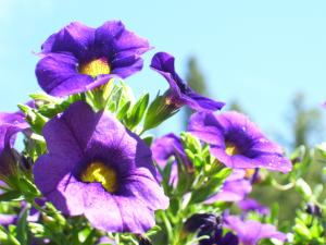 <img300*0:stuff/z/65638/MountainMontana2/i1372973566_2.jpg>