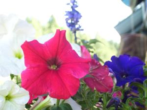 <img300*0:stuff/z/65638/MountainMontana2/i1372973566_23.jpg>