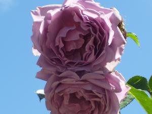 <img300*0:stuff/z/65638/MountainMontana2/i1372973566_24.jpg>