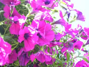 <img300*0:stuff/z/65638/MountainMontana2/i1372973566_26.jpg>