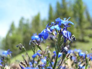 <img300*0:stuff/z/65638/MountainMontana2/i1372973566_3.jpg>