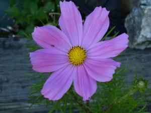 <img300*0:stuff/z/65638/MountainMontana2/i1372973566_35.jpg>