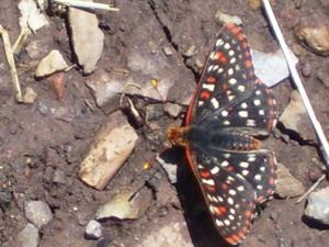 <img300*0:stuff/z/65638/MountainMontana2/i1372973566_37.jpg>