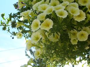<img300*0:stuff/z/65638/MountainMontana2/i1372973566_38.jpg>
