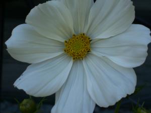 <img300*0:stuff/z/65638/MountainMontana2/i1372973566_39.jpg>
