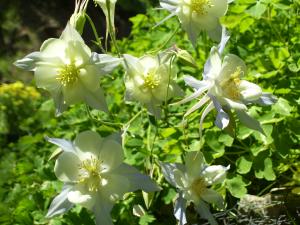 <img300*0:stuff/z/65638/MountainMontana2/i1372973566_40.jpg>