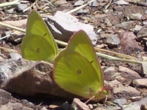 <img300*0:stuff/z/65638/MountainMontana2/i1372973566_41.jpg>