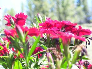 <img300*0:stuff/z/65638/MountainMontana2/i1372973566_6.jpg>