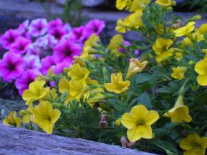 <img300*0:stuff/z/65638/MountainMontana2/i1372973566_8.jpg>