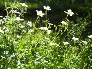 <img300*0:stuff/z/65638/MountainMontana2/i1372973566_9.jpg>