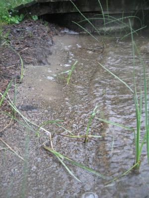 <imgr300*0:stuff/z/66126/MisLuck%2527s%2520Waters/IMG_1677.JPG>