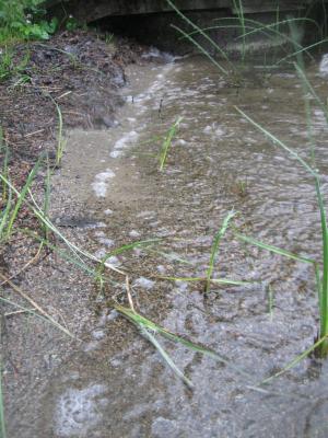 <imgr300*0:stuff/z/66126/MisLuck%2527s%2520Waters/IMG_1679.JPG>