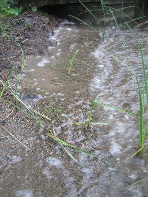 <imgr300*0:stuff/z/66126/MisLuck%2527s%2520Waters/IMG_1680.JPG>