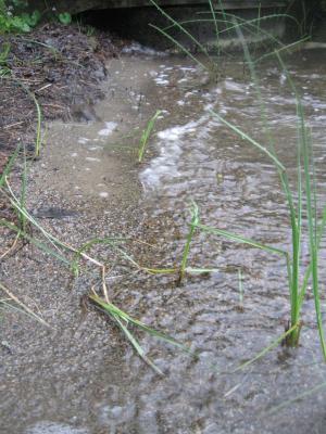 <imgr300*0:stuff/z/66126/MisLuck%2527s%2520Waters/IMG_1681.JPG>