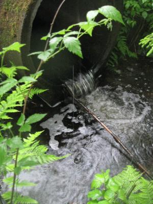<imgr300*0:stuff/z/66126/MisLuck%2527s%2520Waters/IMG_1683.JPG>