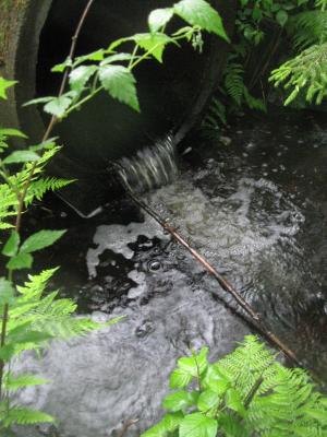 <imgr300*0:stuff/z/66126/MisLuck%2527s%2520Waters/IMG_1684.JPG>