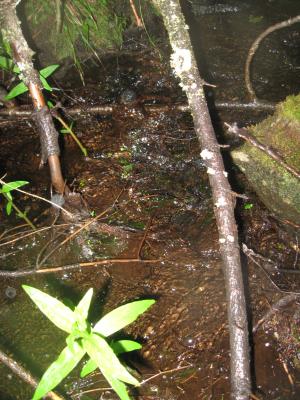<imgl300*0:stuff/z/66126/MisLuck%2527s%2520Waters/IMG_1686.JPG>