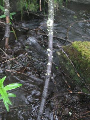<imgl300*0:stuff/z/66126/MisLuck%2527s%2520Waters/IMG_1687.JPG>