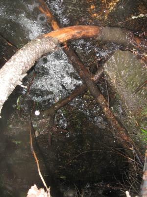 <imgl300*0:stuff/z/66126/MisLuck%2527s%2520Waters/IMG_1689.JPG>