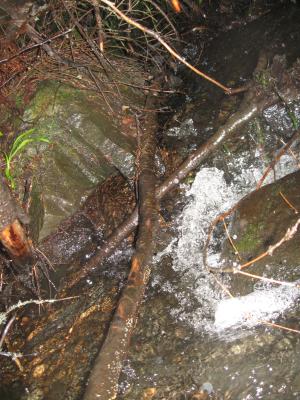 <imgr300*0:stuff/z/66126/MisLuck%2527s%2520Waters/IMG_1692.JPG>
