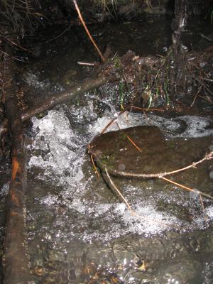 <imgr300*0:stuff/z/66126/MisLuck%2527s%2520Waters/IMG_1693.JPG>