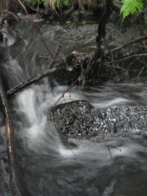 <imgr300*0:stuff/z/66126/MisLuck%2527s%2520Waters/IMG_1694.JPG>
