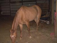 <img200*0:stuff/z/73417/Horse%2520reference%2520by%2520that%2520one%2520fat%2520bastard/i1168470990_1.jpg>