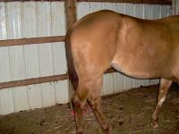 <img200*0:stuff/z/73417/Horse%2520reference%2520by%2520that%2520one%2520fat%2520bastard/i1168470990_10.jpg>