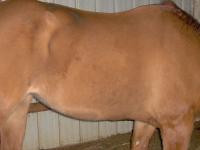 <img200*0:stuff/z/73417/Horse%2520reference%2520by%2520that%2520one%2520fat%2520bastard/i1168470990_11.jpg>