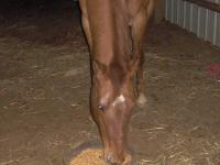<img200*0:stuff/z/73417/Horse%2520reference%2520by%2520that%2520one%2520fat%2520bastard/i1168470990_2.jpg>