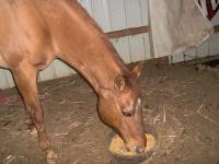 <img200*0:stuff/z/73417/Horse%2520reference%2520by%2520that%2520one%2520fat%2520bastard/i1168470990_3.jpg>