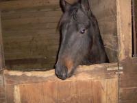 <img200*0:stuff/z/73417/Horse%2520reference%2520by%2520that%2520one%2520fat%2520bastard/i1168470990_4.jpg>