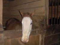 <img200*0:stuff/z/73417/Horse%2520reference%2520by%2520that%2520one%2520fat%2520bastard/i1168470990_5.jpg>
