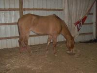 <img200*0:stuff/z/73417/Horse%2520reference%2520by%2520that%2520one%2520fat%2520bastard/i1168470990_6.jpg>