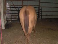 <img200*0:stuff/z/73417/Horse%2520reference%2520by%2520that%2520one%2520fat%2520bastard/i1168470990_7.jpg>