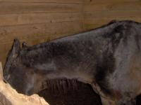 <img200*0:stuff/z/73417/Horse%2520reference%2520by%2520that%2520one%2520fat%2520bastard/i1168470990_8.jpg>