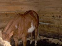 <img200*0:stuff/z/73417/Horse%2520reference%2520by%2520that%2520one%2520fat%2520bastard/i1168470990_9.jpg>