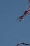 <img100*0:stuff/z/73640/American%2520Flag%2520reference.2/i1275102345_2.jpg>