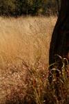 <img100*0:stuff/z/73640/Autumn%2520Plains%2520in%2520Texas/i1256177176_1.jpg>