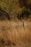 <img100*0:stuff/z/73640/Autumn%2520Plains%2520in%2520Texas/i1256177176_2.jpg>