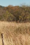 <img100*0:stuff/z/73640/Autumn%2520Plains%2520in%2520Texas/i1256177176_3.jpg>