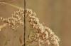 <img100*0:stuff/z/73640/Autumn%2520Plants%2520in%2520Texas/i1256178488_10.jpg>