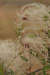 <img100*0:stuff/z/73640/Autumn%2520Plants%2520in%2520Texas/i1256178488_11.jpg>