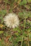 <img100*0:stuff/z/73640/Autumn%2520Plants%2520in%2520Texas/i1256178488_2.jpg>