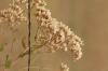 <img100*0:stuff/z/73640/Autumn%2520Plants%2520in%2520Texas/i1256178488_3.jpg>