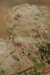 <img100*0:stuff/z/73640/Autumn%2520Plants%2520in%2520Texas/i1256178488_4.jpg>